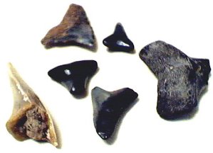 Shark Teeth.